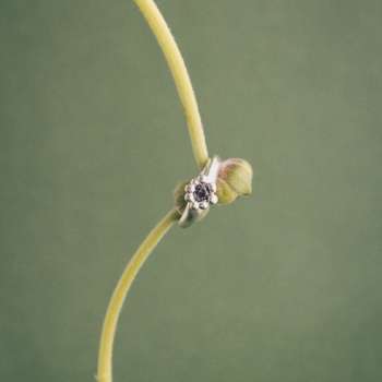Anillo campo violeta